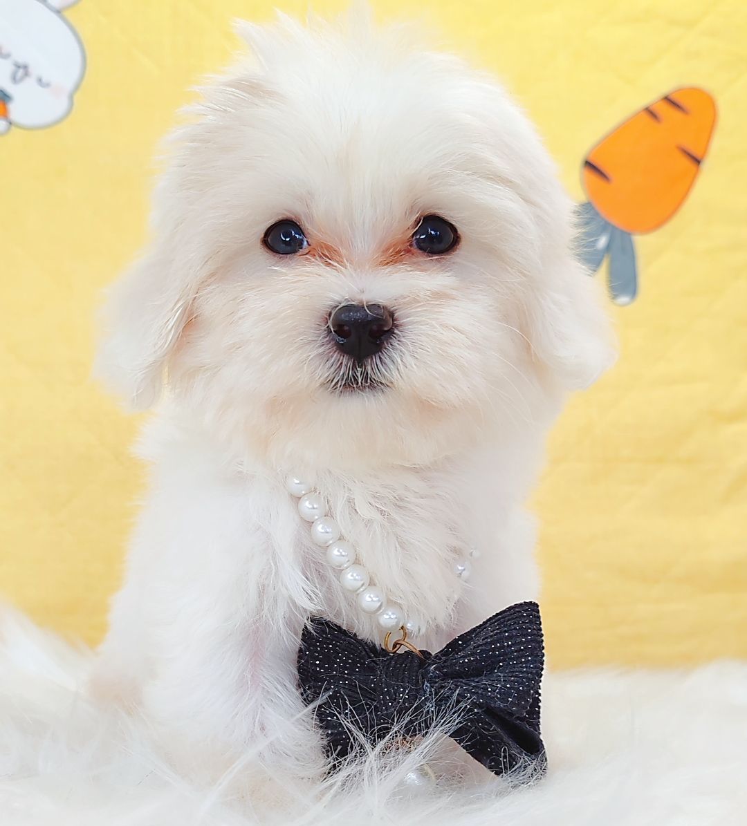 Maltipoo 马尔泰迪