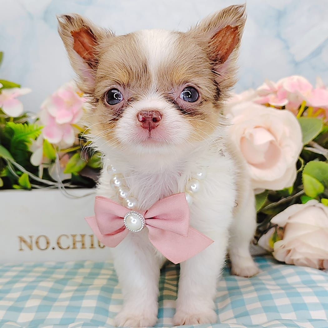 Chihuahua 吉娃娃