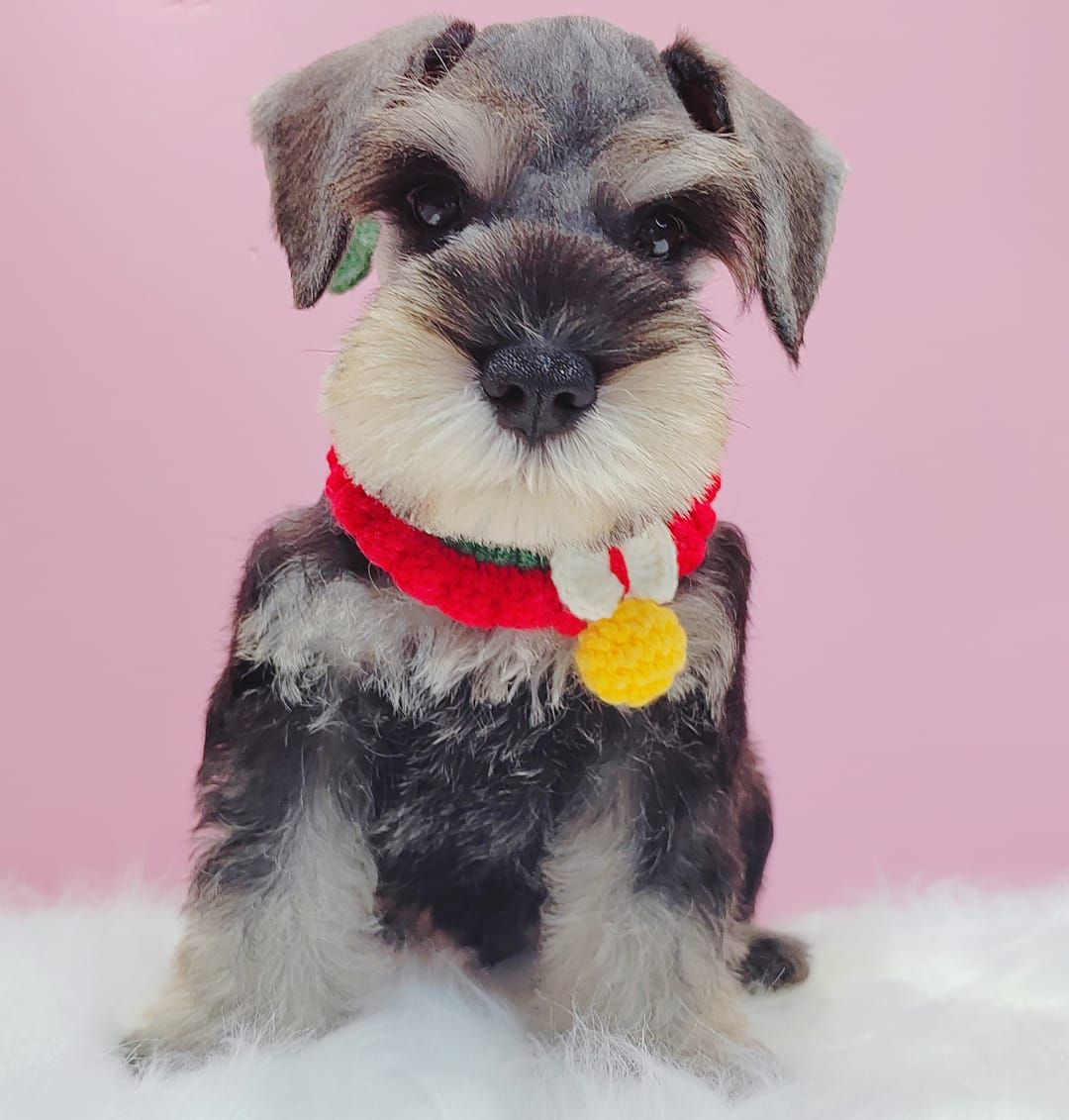 Schnauzer 雪纳瑞