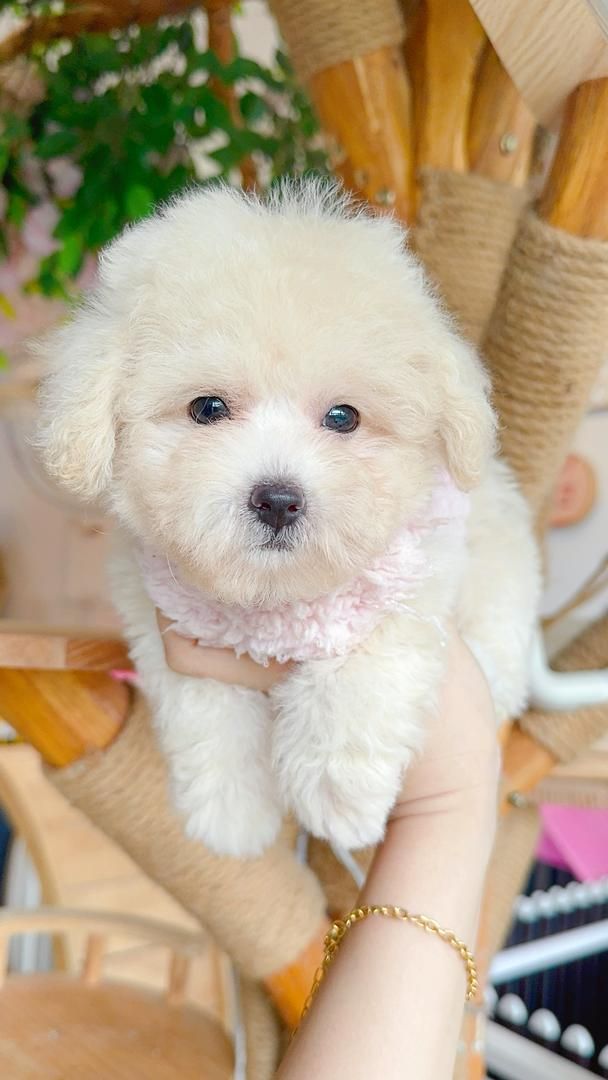 Poodle 娉拌开璐靛