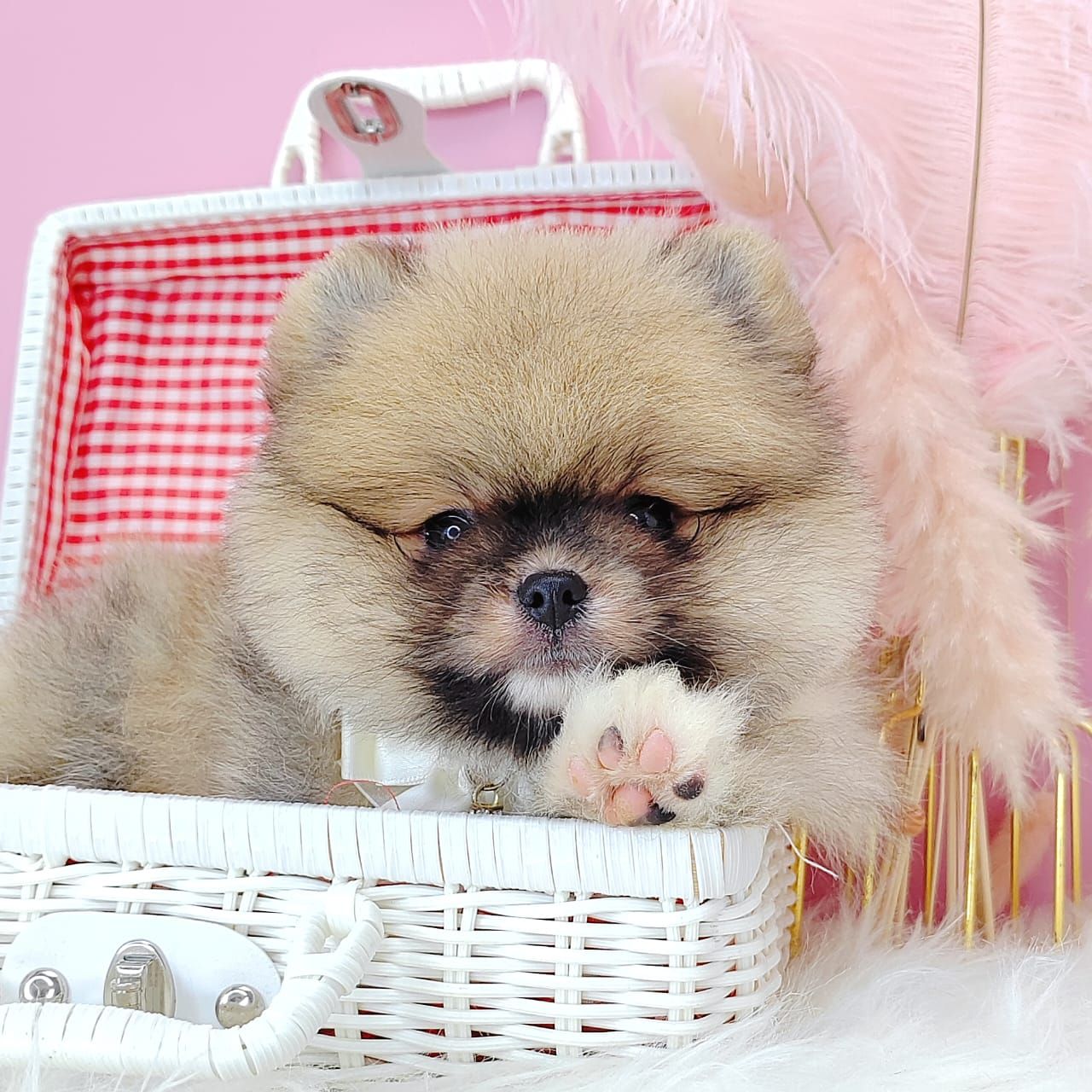 Pomeranian 博美