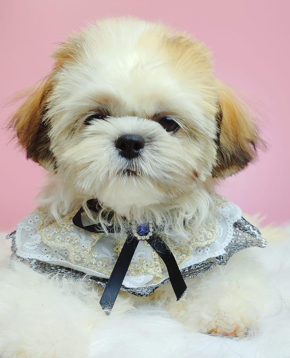 Shih Tzu 西施