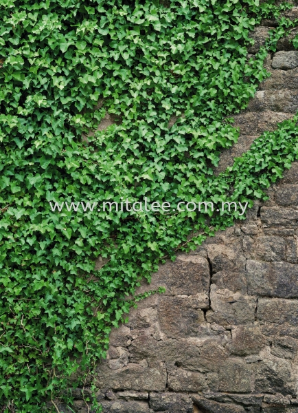 4-324_Ivy_prn Komar Photomural Vol:14 Wallpaper (0.53m x 10m) Malaysia, Johor Bahru (JB), Selangor, Kuala Lumpur (KL) Supplier, Supply | Mitalee Carpet & Furnishing Sdn Bhd