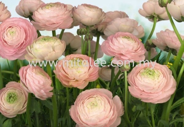 8-894_Gentle_Rose_prn Komar Photomural Vol:14 Wallpaper (0.53m x 10m) Malaysia, Johor Bahru (JB), Selangor, Kuala Lumpur (KL) Supplier, Supply | Mitalee Carpet & Furnishing Sdn Bhd