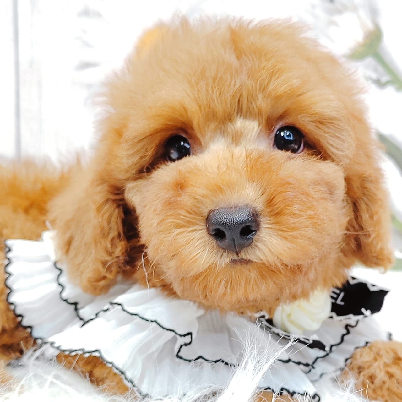 Poodle 娉拌开璐靛