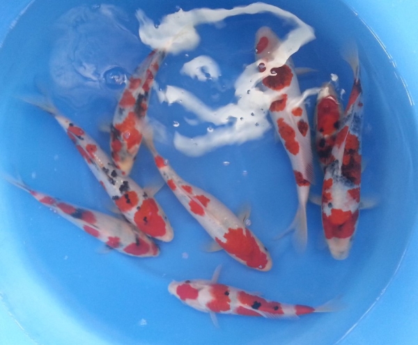 Showa/Sanke 30-35 cm Koi Johor Bahru (JB), Malaysia Supply Supplier Suppliers | Kohaku Koi House Sdn Bhd