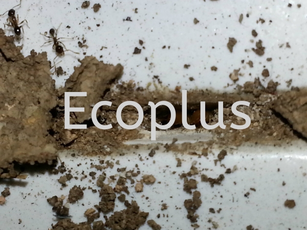 ϣص㣺ɽ ʥɳ԰     | EcoPlus Pest Control