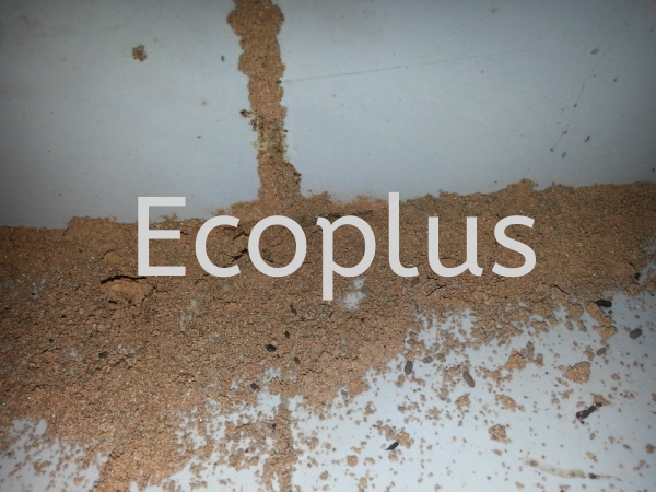 ϣص㣺ɽ ˹ɴﻨ԰     | EcoPlus Pest Control