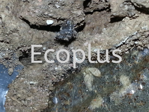 ϣص㣺ɽ ˳԰     | EcoPlus Pest Control