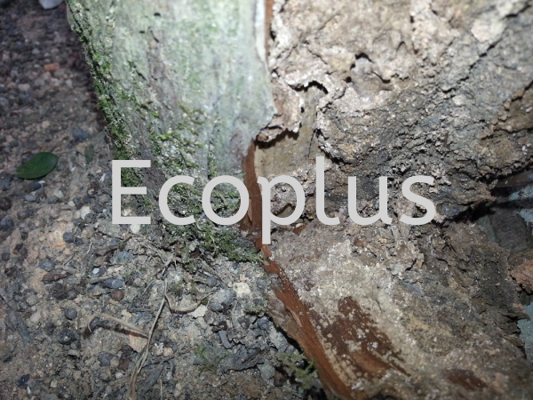 ϣص㣺ɽ ໨԰     | EcoPlus Pest Control