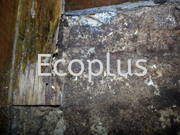 ϣص㣺 ɽׯ     | EcoPlus Pest Control