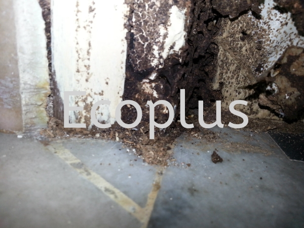 checking at taman melor, tampoi Lain-lain Johor Bahru (JB)  | EcoPlus Pest Control