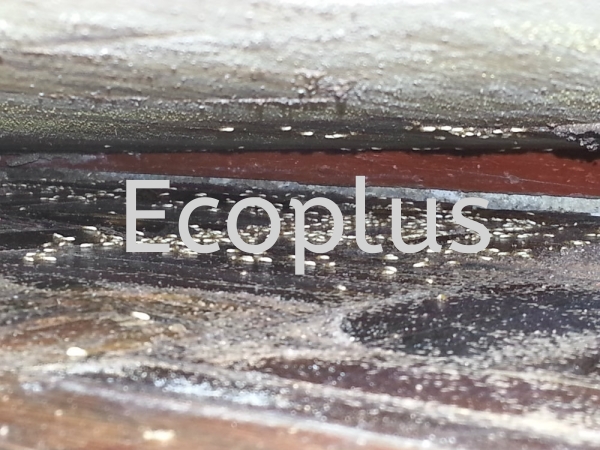 checking at taman anggerik, tampoi Others Johor Bahru (JB)  | EcoPlus Pest Control