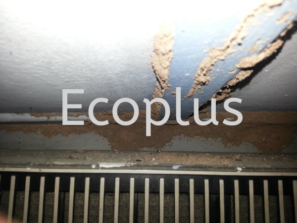 ϣص㣺 һ԰     | EcoPlus Pest Control