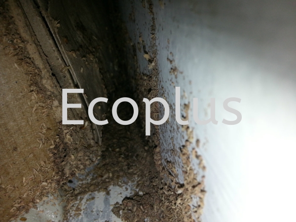checking at taman bukit indah, skudai Others Johor Bahru (JB)  | EcoPlus Pest Control