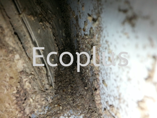 ϣص㣺ʿ 伪Ӣ     | EcoPlus Pest Control