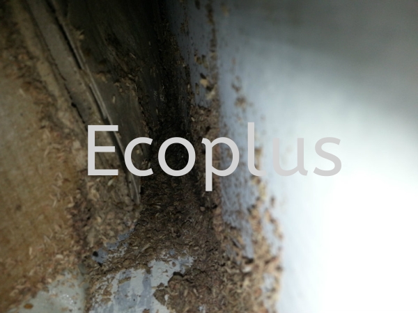 ϣص㣺ʿ 伪Ӣ     | EcoPlus Pest Control