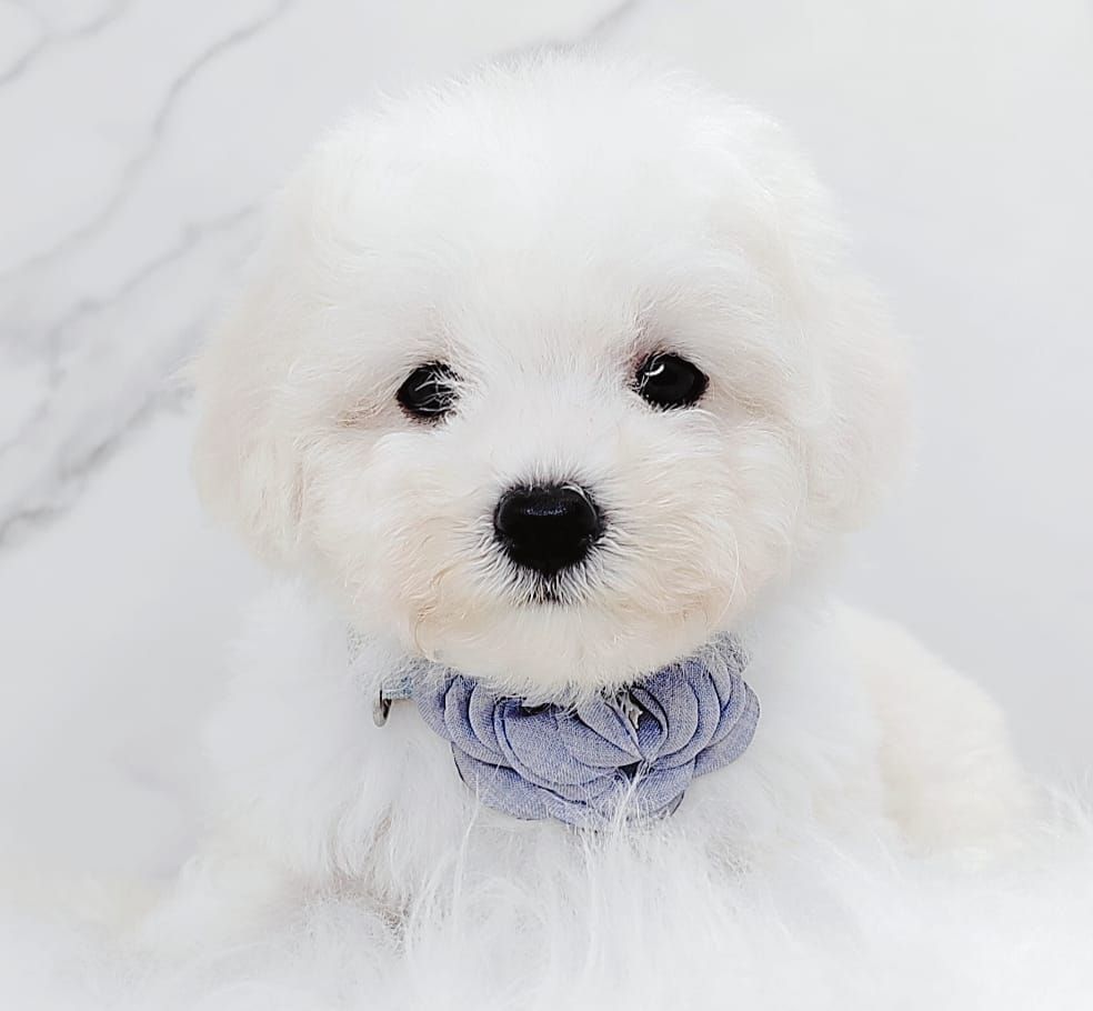 Poodle 娉拌开璐靛
