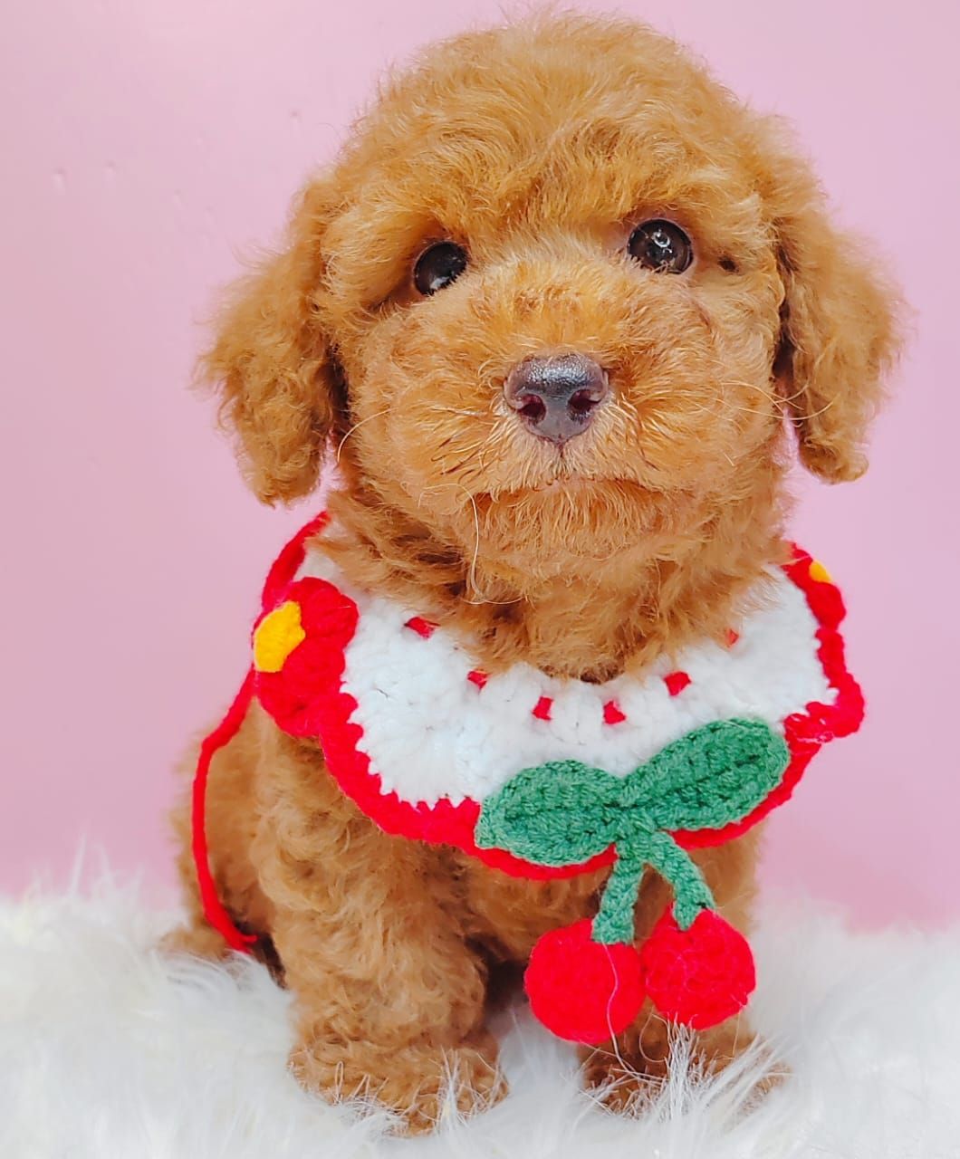 Poodle 娉拌开璐靛