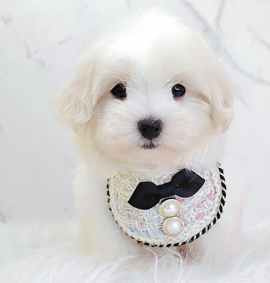 Maltipoo 马尔泰迪