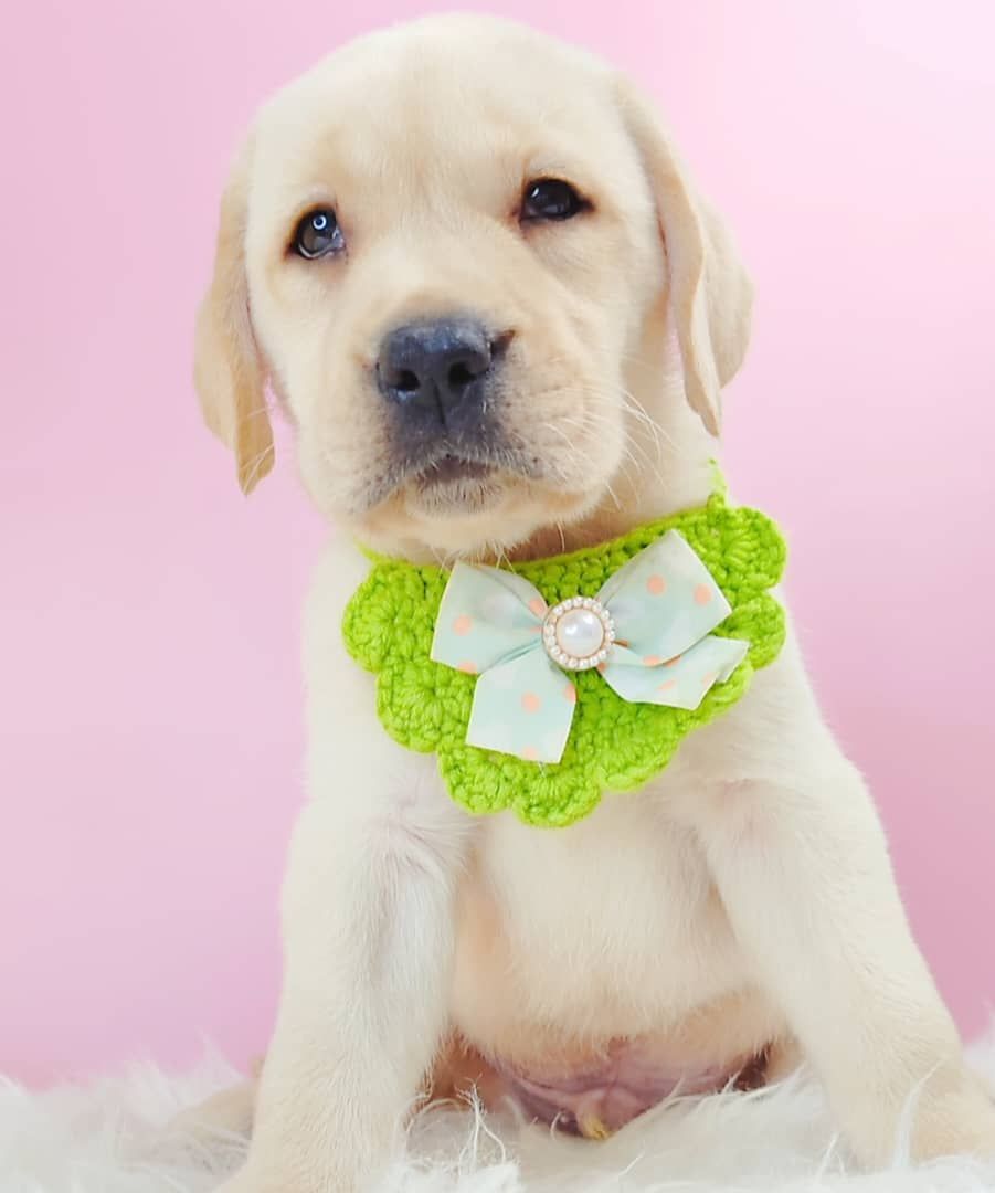 Labrador Retriever 拉布拉多