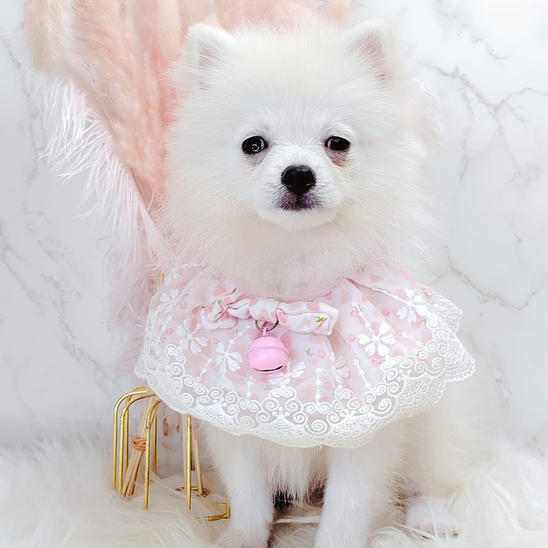 Pomeranian 博美