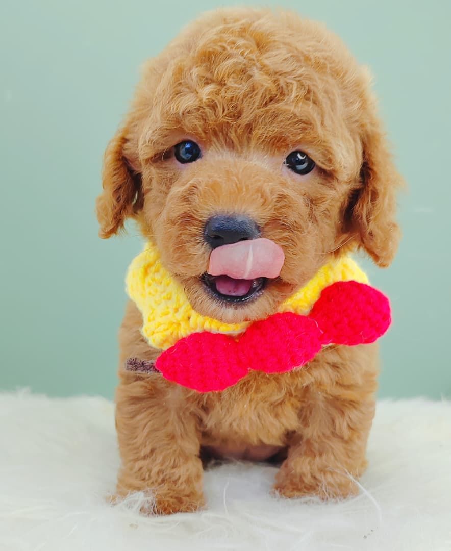 Poodle 娉拌开璐靛
