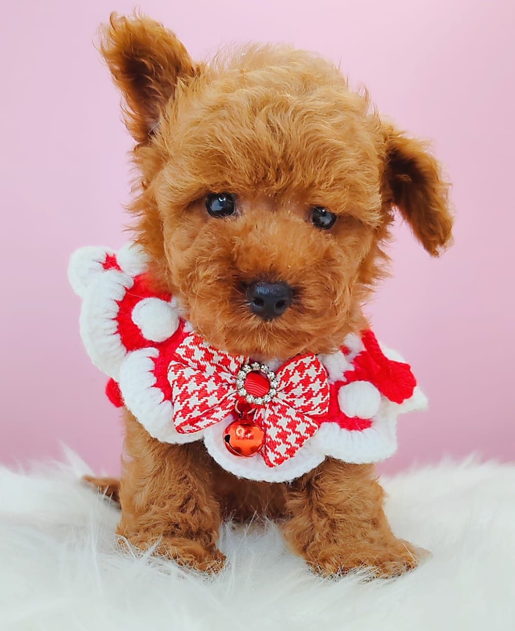 Poodle 娉拌开璐靛
