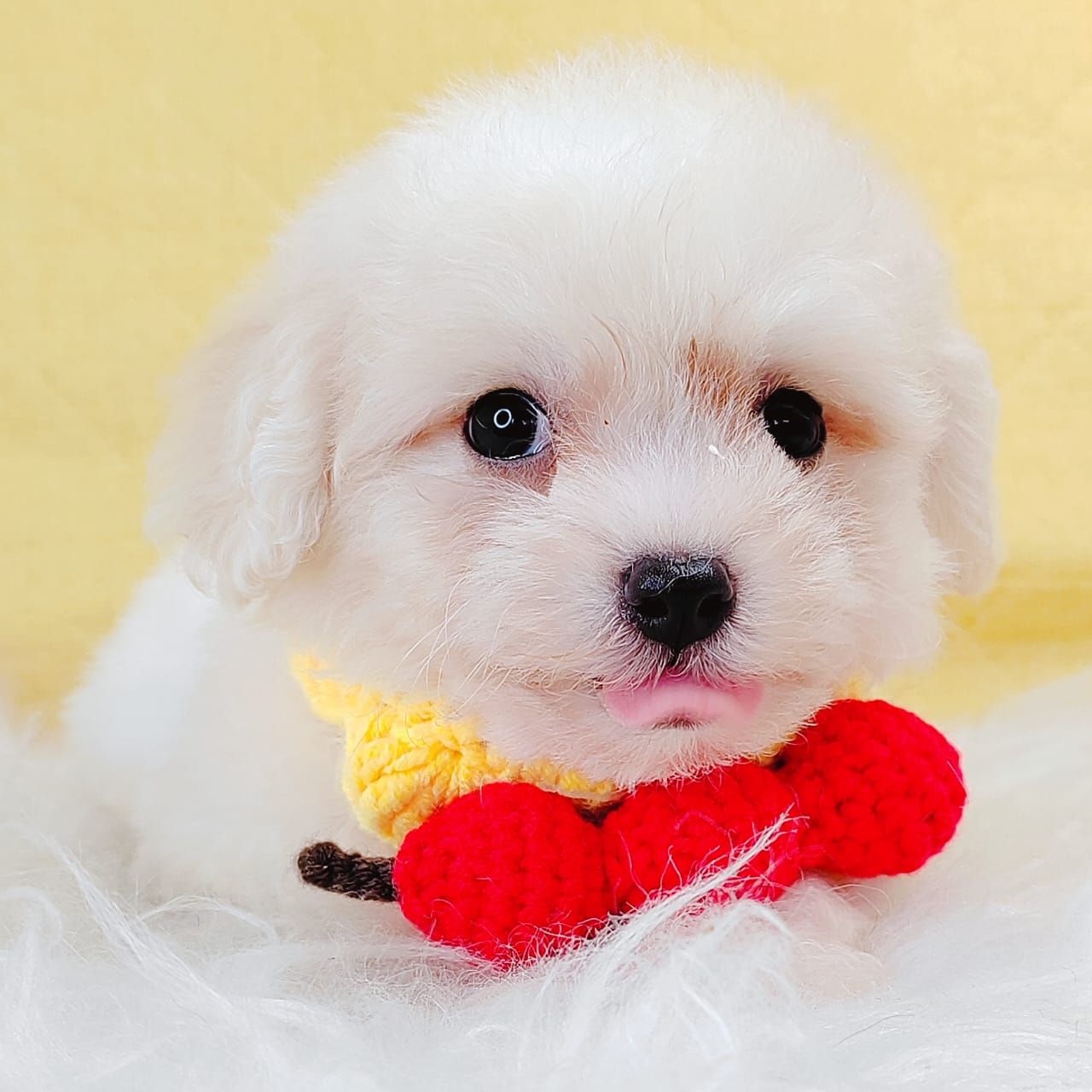 Bichonpoo 泰迪熊