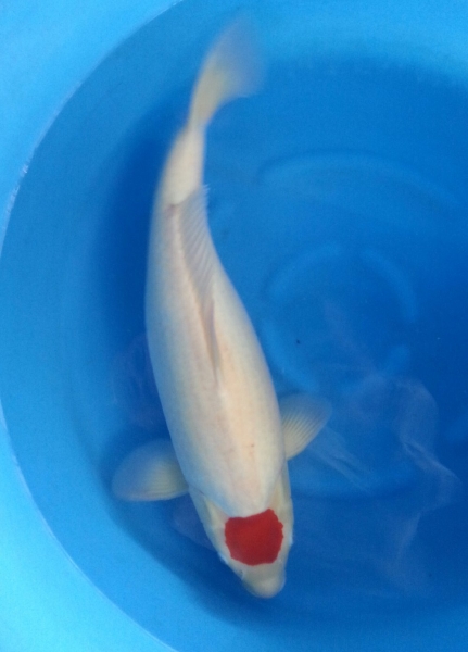 Tancho 58 cm Hi grade  Koi Johor Bahru (JB), Malaysia Supply Supplier Suppliers | Kohaku Koi House Sdn Bhd