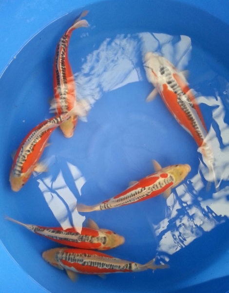 Shusui 40 - 45 cm Koi Johor Bahru (JB), Malaysia Supply Supplier Suppliers | Kohaku Koi House Sdn Bhd