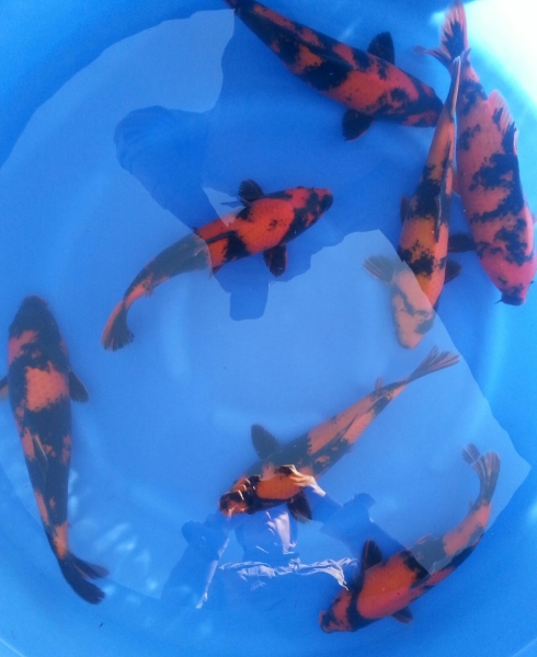 Hi utsuri 35 - 40 cm Koi Johor Bahru (JB), Malaysia Supply Supplier Suppliers | Kohaku Koi House Sdn Bhd