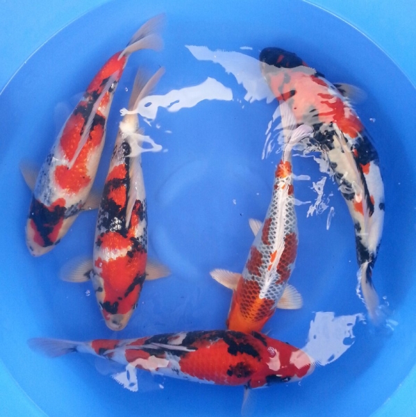 Mixed 2 years old 45 - 50 cm Koi Johor Bahru (JB), Malaysia Supply Supplier Suppliers | Kohaku Koi House Sdn Bhd