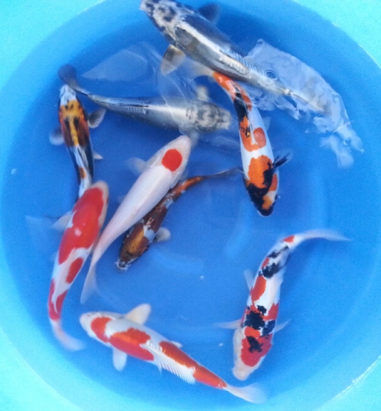 Diotsu Mixed 25 - 30 cm Koi Johor Bahru (JB), Malaysia Supply Supplier Suppliers | Kohaku Koi House Sdn Bhd