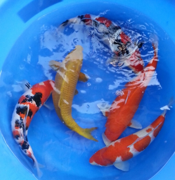 Ogata 2 yrs old mixed  Koi Johor Bahru (JB), Malaysia Supply Supplier Suppliers | Kohaku Koi House Sdn Bhd