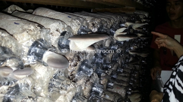 Cendawan Abalone Cendawan Abalone Kluang, Johor, Malaysia Supplier, Suppliers, Supplies, Supply | Home Mushroom