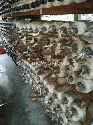 Oyster Mushroom