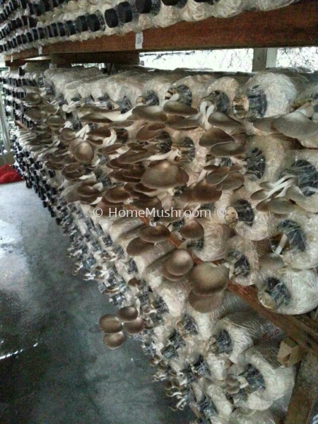 β β   Supplier, Suppliers, Supplies, Supply | Home Mushroom