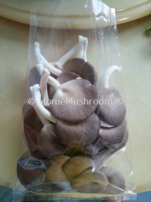 Oyster Mushroom