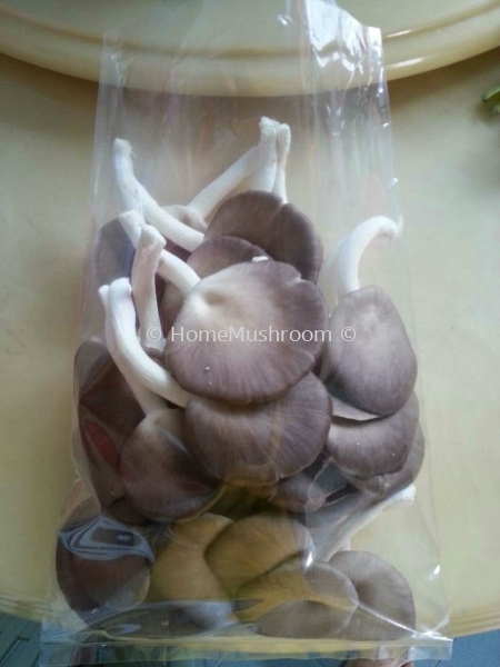 β β   Supplier, Suppliers, Supplies, Supply | Home Mushroom