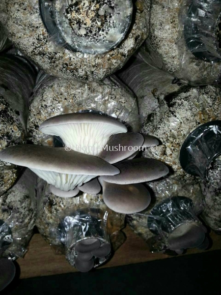 Cendawan Abalone Cendawan Abalone Kluang, Johor, Malaysia Supplier, Suppliers, Supplies, Supply | Home Mushroom