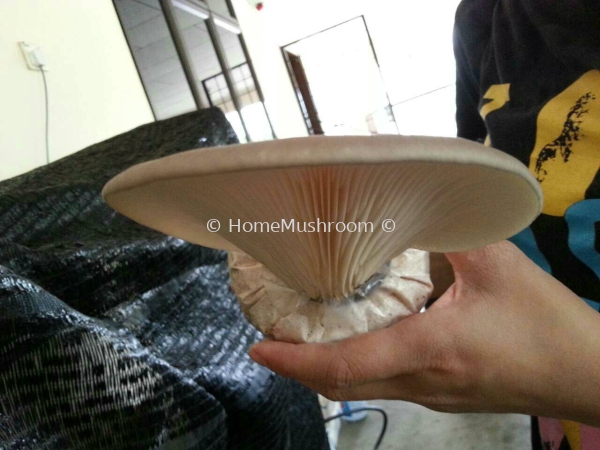 Abalone Mushroom Abalone Mushroom Kluang, Johor, Malaysia Supplier, Suppliers, Supplies, Supply | Home Mushroom