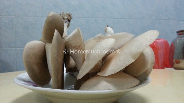 Abalone Mushroom Abalone Mushroom Kluang, Johor, Malaysia Supplier, Suppliers, Supplies, Supply | Home Mushroom