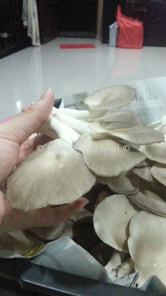 Cendawan Abalone Cendawan Abalone Kluang, Johor, Malaysia Supplier, Suppliers, Supplies, Supply | Home Mushroom