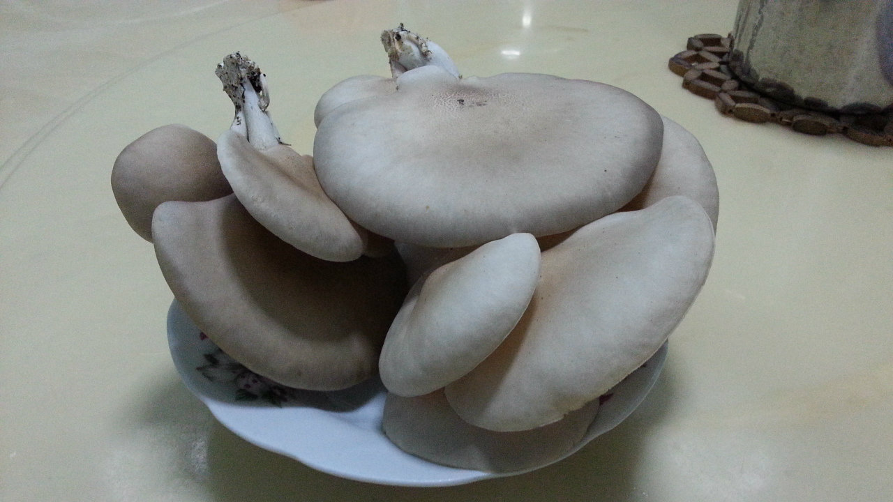 Abalone Mushroom