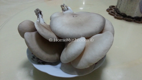 Abalone Mushroom Abalone Mushroom Kluang, Johor, Malaysia Supplier, Suppliers, Supplies, Supply | Home Mushroom