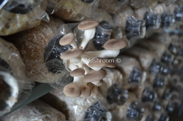 Cendawan Tiram Cendawan Tiram Kluang, Johor, Malaysia Supplier, Suppliers, Supplies, Supply | Home Mushroom