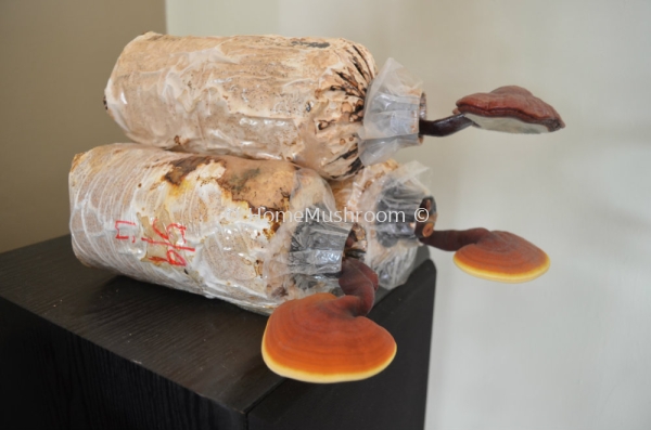 Ganoderma Ganoderma Kluang, Johor, Malaysia Supplier, Suppliers, Supplies, Supply | Home Mushroom