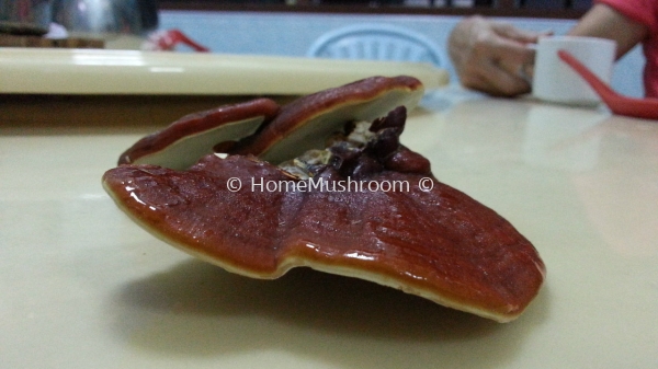 Ganoderma Ganoderma Kluang, Johor, Malaysia Supplier, Suppliers, Supplies, Supply | Home Mushroom