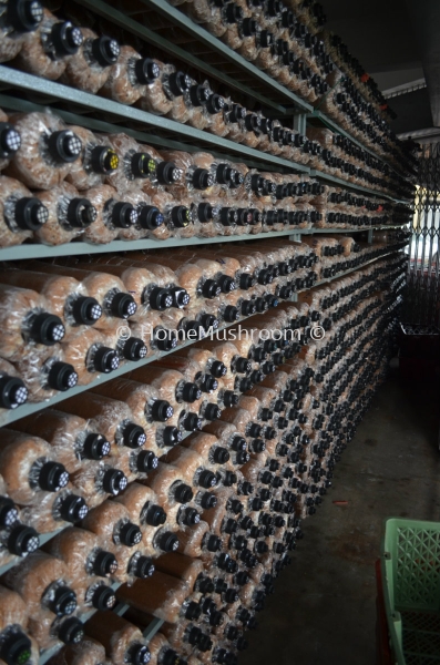 Bongkah Cendawan Bongkah Cendawan Kluang, Johor, Malaysia Supplier, Suppliers, Supplies, Supply | Home Mushroom